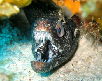 The Dev Eel by Gil Ben-Meir 